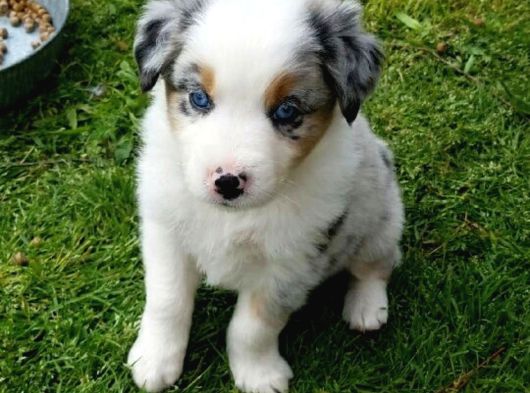 Dişi Erkek Border Collie Merle Safkan Yavrularımız görsel