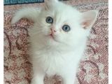 Top Kafa Beyaz Bri̇ti̇sh Bebekler