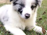 Dişi Erkek Border Collie Merle Safkan Yavrularımız