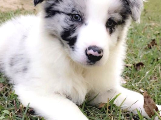 Dişi Erkek Border Collie Merle Safkan Yavrularımız görsel