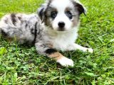 Dişi Erkek Border Collie Merle Safkan Yavrularımız