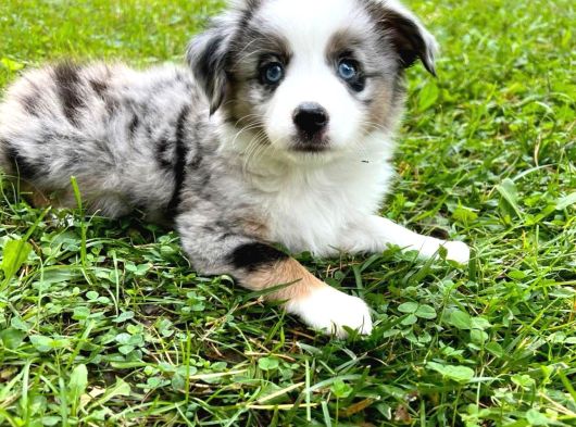 Dişi Erkek Border Collie Merle Safkan Yavrularımız görsel