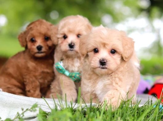 Malti̇poo Ci̇nsi̇ Yavrular Ev Üreti̇mi̇ görsel