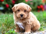Kahve Tonlu Malti̇poo Ci̇nsi̇ Yavrular
