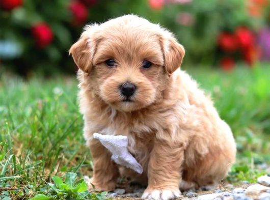 Kahve Tonlu Malti̇poo Ci̇nsi̇ Yavrular görsel