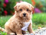 KAHVE TONLU MALTİPOO CİNSİ YAVRULAR