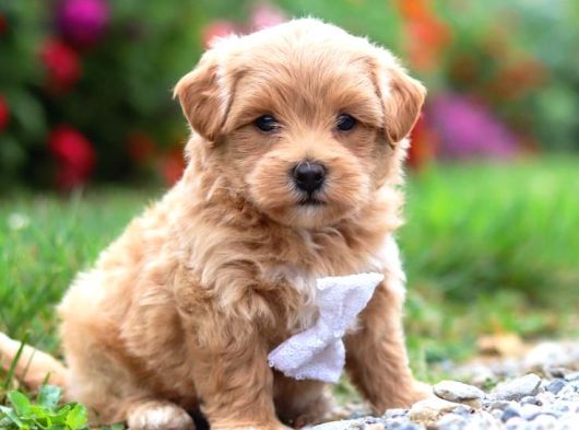 Kahve Tonlu Malti̇poo Ci̇nsi̇ Yavrular