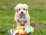 Kahve Tonlu Malti̇poo Ci̇nsi̇ Yavrular