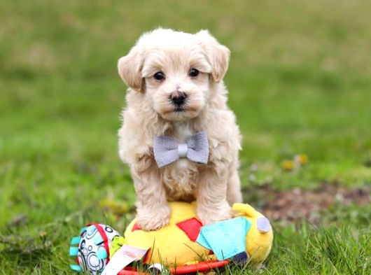 Kahve Tonlu Malti̇poo Ci̇nsi̇ Yavrular görsel