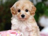 Kahve Tonlu Malti̇poo Ci̇nsi̇ Yavrular