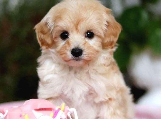 Kahve Tonlu Malti̇poo Ci̇nsi̇ Yavrular görsel
