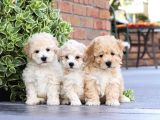 Kahve Tonlu Malti̇poo Ci̇nsi̇ Yavrular
