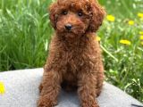 Toy Poodle Sevi̇mli̇ Yavrular Ev Üreti̇mi̇