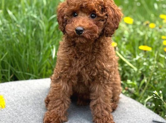 Toy Poodle Sevi̇mli̇ Yavrular Ev Üreti̇mi̇ görsel