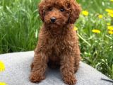 Toy Poodle Sevi̇mli̇ Yavrular Ev Üreti̇mi̇