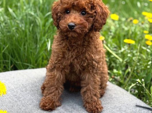 Toy Poodle Sevi̇mli̇ Yavrular Ev Üreti̇mi̇ görsel