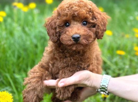 Toy Poodle Sevi̇mli̇ Yavrular Ev Üreti̇mi̇