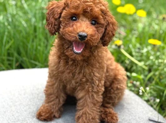 Toy Poodle Sevi̇mli̇ Yavrular Ev Üreti̇mi̇ görsel