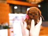 ANKARA KOREA POODLE YAVRULAR SAFKAN