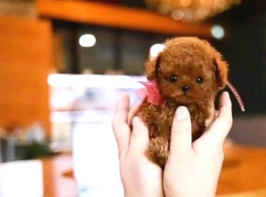 Ankara Korea Poodle Yavrular Safkan