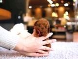 Ankara Korea Poodle Yavrular Safkan