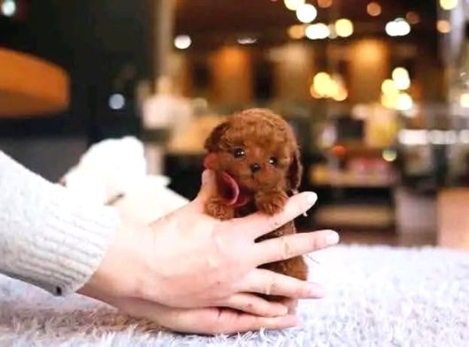 Ankara Korea Poodle Yavrular Safkan görsel