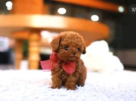Ankara Korea Poodle Yavrular Safkan görsel