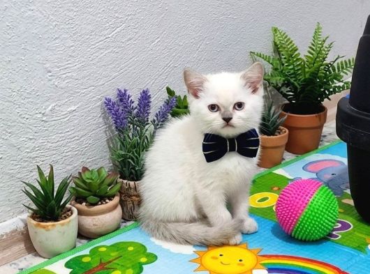 Evinize Neşe Katacak Sevimli Paticik