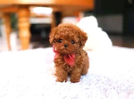 Ankara Korea Poodle Yavrular Safkan görsel