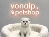 VONALP PET GARANTISIYLE EFSANE GÜZELLİKTE SCOTTİSH FOLD