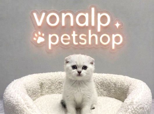 Vonalp Pet Garantisiyle Efsane Güzelli̇kte Scotti̇sh Fold