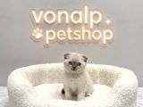 Vonalp Pet Garantisiyle Efsane Güzelli̇kte Scotti̇sh Fold