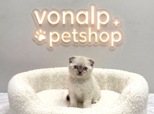 Vonalp Pet Garantisiyle Efsane Güzelli̇kte Scotti̇sh Fold görsel