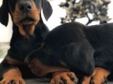 Irk Ve Sağlik Garanti̇li̇ Doberman Yavrularimiz