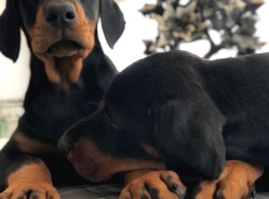 Irk Ve Sağlik Garanti̇li̇ Doberman Yavrularimiz görsel