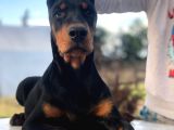 Irk Ve Sağlik Garanti̇li̇ Doberman Yavrularimiz