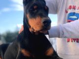 Irk Ve Sağlik Garanti̇li̇ Doberman Yavrularimiz