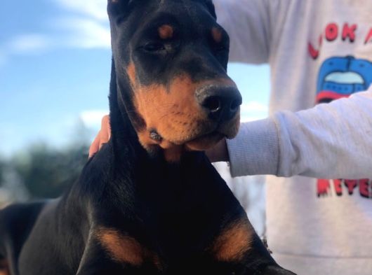 Irk Ve Sağlik Garanti̇li̇ Doberman Yavrularimiz görsel