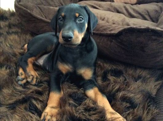 Irk Ve Sağlik Garanti̇li̇ Doberman Yavrularimiz