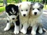 Irk Ve Sağlik Garanti̇li̇ Husky