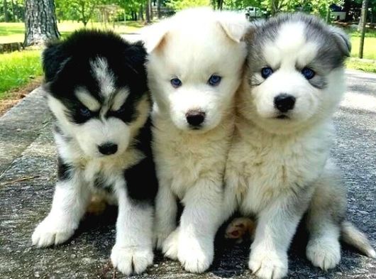 IRK VE SAĞLIK GARANTİLİ HUSKY