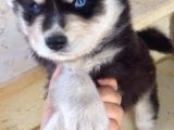 Irk Ve Sağlik Garanti̇li̇ Husky