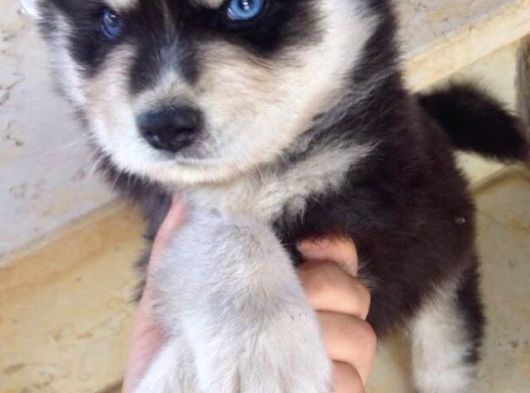 Irk Ve Sağlik Garanti̇li̇ Husky görsel