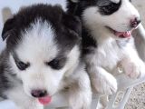 Irk Ve Sağlik Garanti̇li̇ Husky
