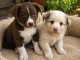Border Collie Yavruları
