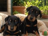 Doberman Yavruları