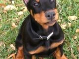 Anatomi Harikası Safkan Aşılı Doberman Bebekler