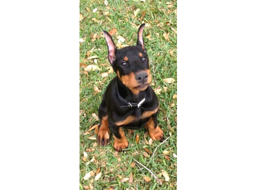 Anatomi Harikası Safkan Aşılı Doberman Bebekler görsel
