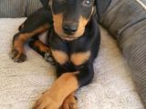 Anatomi Harikası Safkan Aşılı Doberman Bebekler