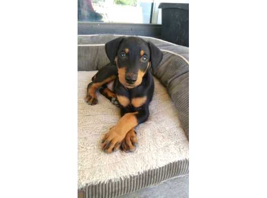 Anatomi Harikası Safkan Aşılı Doberman Bebekler görsel